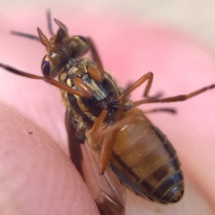 Chrysops vittatus