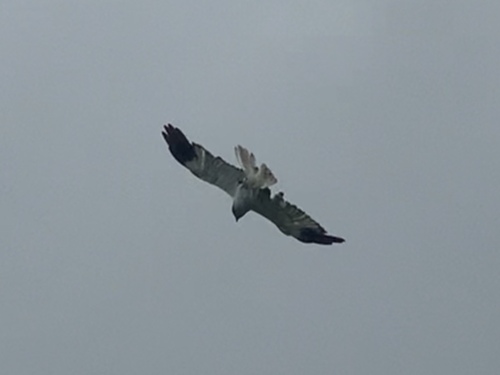Reunion Harrier (Circus maillardi)