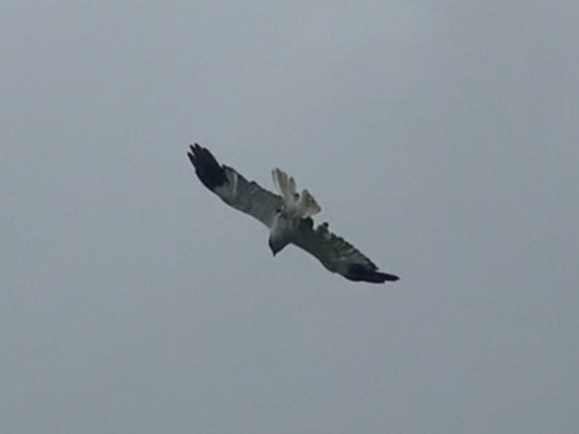 Reunion Harrier (Circus maillardi), photo 1