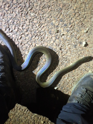 Water Python sighting