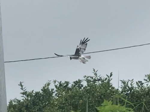 Reunion Harrier (Circus maillardi), photo 2