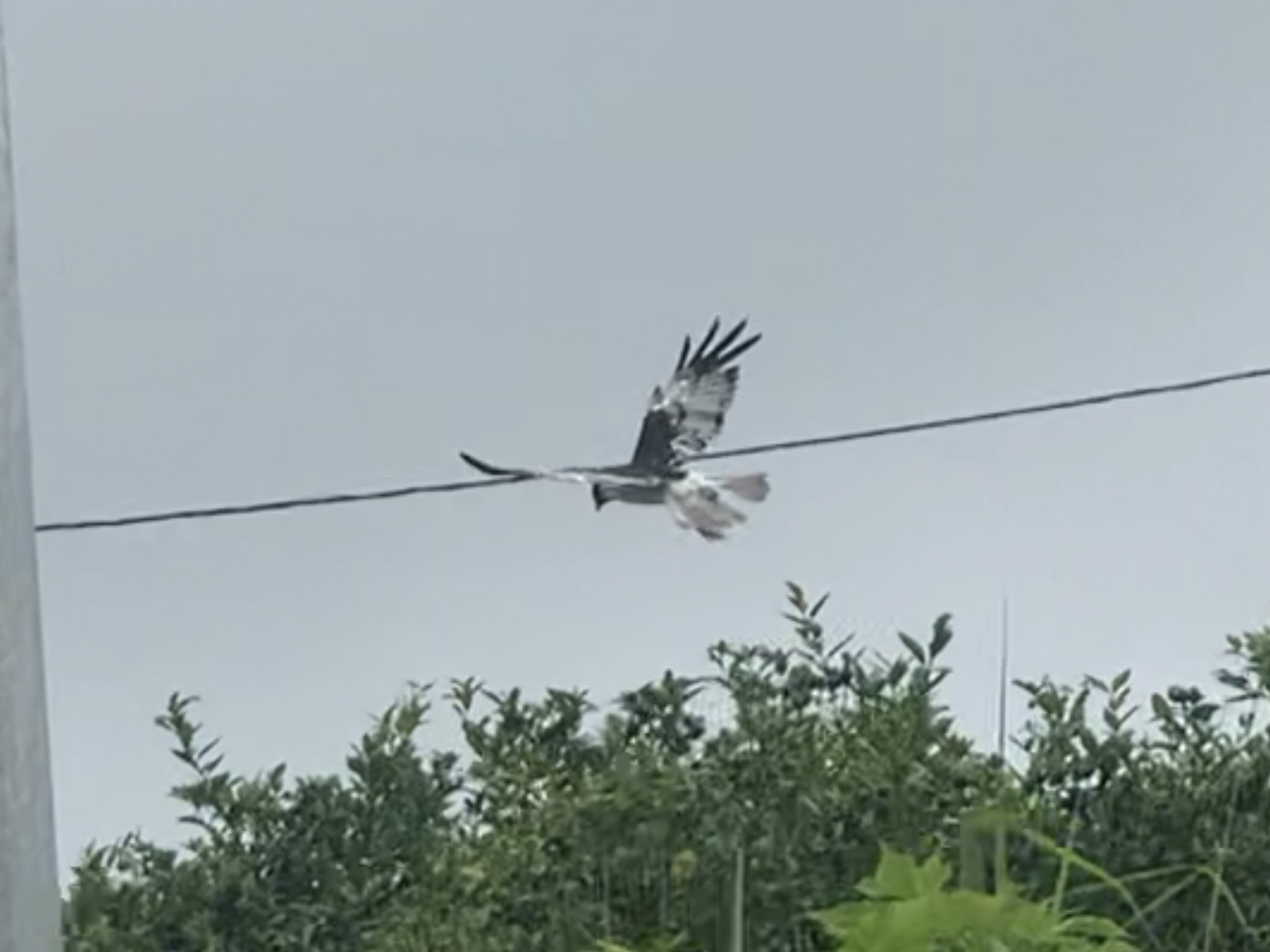 Reunion Harrier (Circus maillardi), photo 2