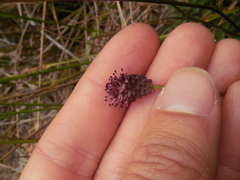 Sanguisorba officinalis