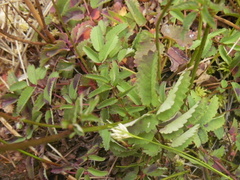 Sanguisorba officinalis