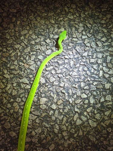 Southern Green Python sighting