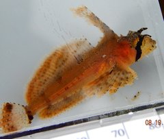 Nautichthys oculofasciatus