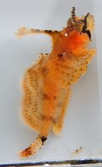 Nautichthys oculofasciatus