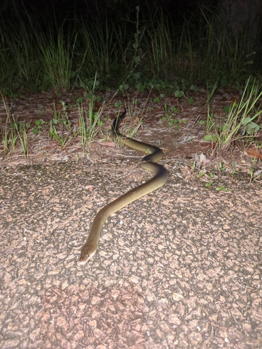 Water Python sighting