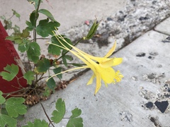 Aquilegia chrysantha