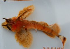 Nautichthys oculofasciatus