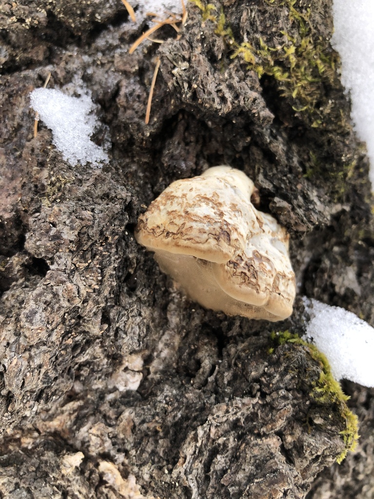 Fomes fomentarius · January 2025 · photo: © ro_ko (iNaturalist, cc-by)