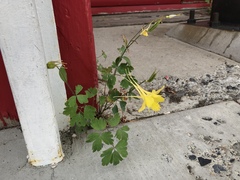 Aquilegia chrysantha