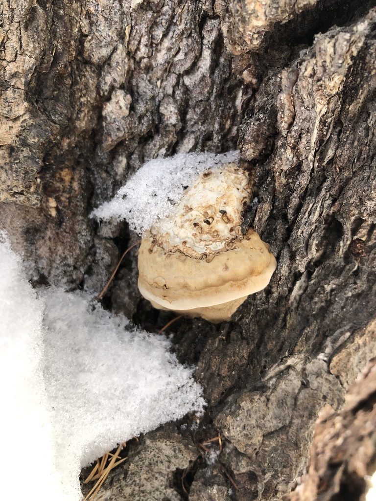 Fomes fomentarius · January 2025 · photo: © ro_ko (iNaturalist, cc-by)