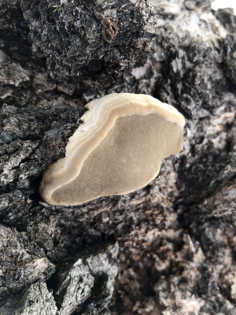 Fomes fomentarius · January 2025 · photo: © ro_ko (iNaturalist, cc-by)