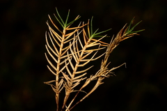 Distichlis distichophylla