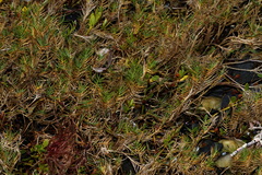 Distichlis distichophylla