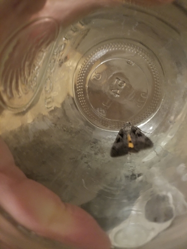 Whitney's Underwing photo 3