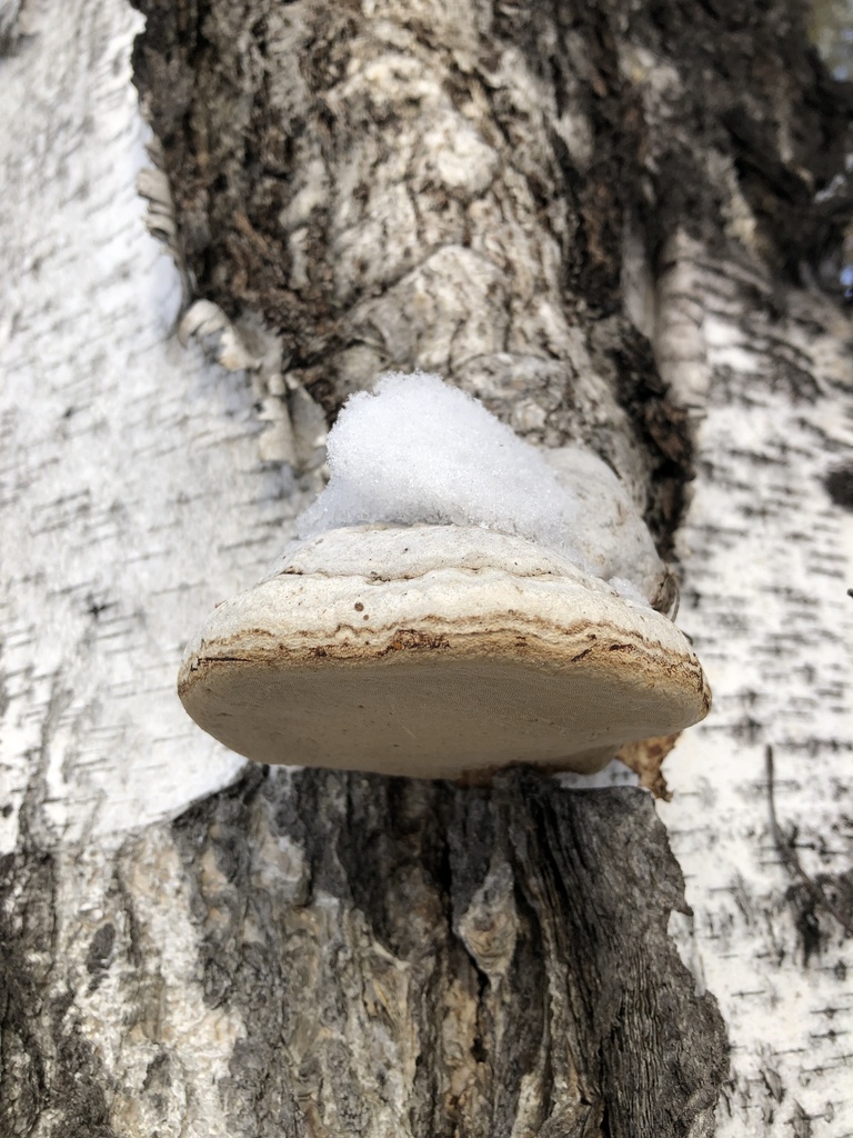Fomes fomentarius · January 2025 · photo: © ro_ko (iNaturalist, cc-by)