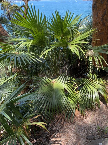 Foto de Palmeira-leque-australiana