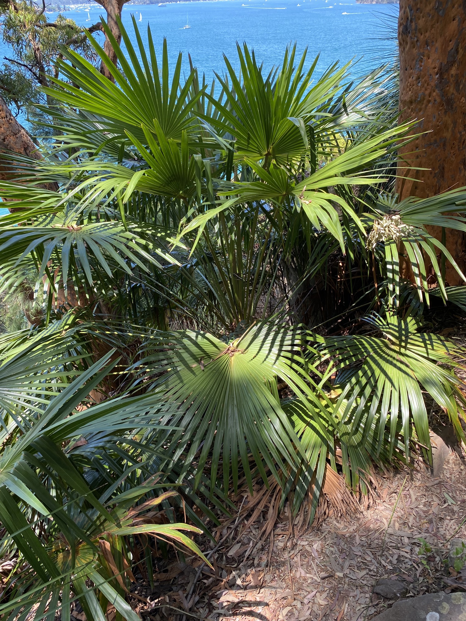 Imagem de Palmeira-leque-australiana