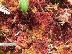 Sphagnum rubellum
