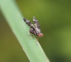 Trypetisoma guttatum