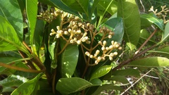 Chimarrhis