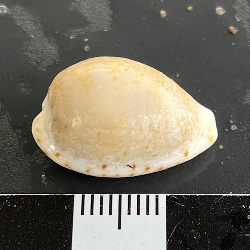 Notocypraea declivis observed 2025-01-01