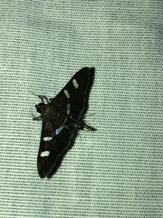 Desmia ploralis