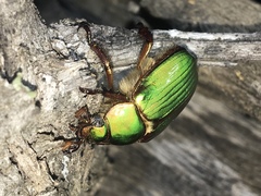 Chrysina lecontei