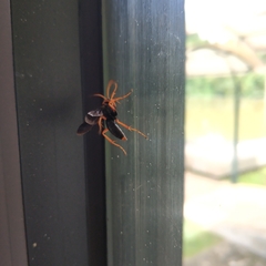 Leptodialepis bipartitus