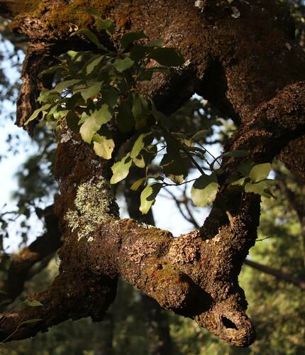 Quercus xylina