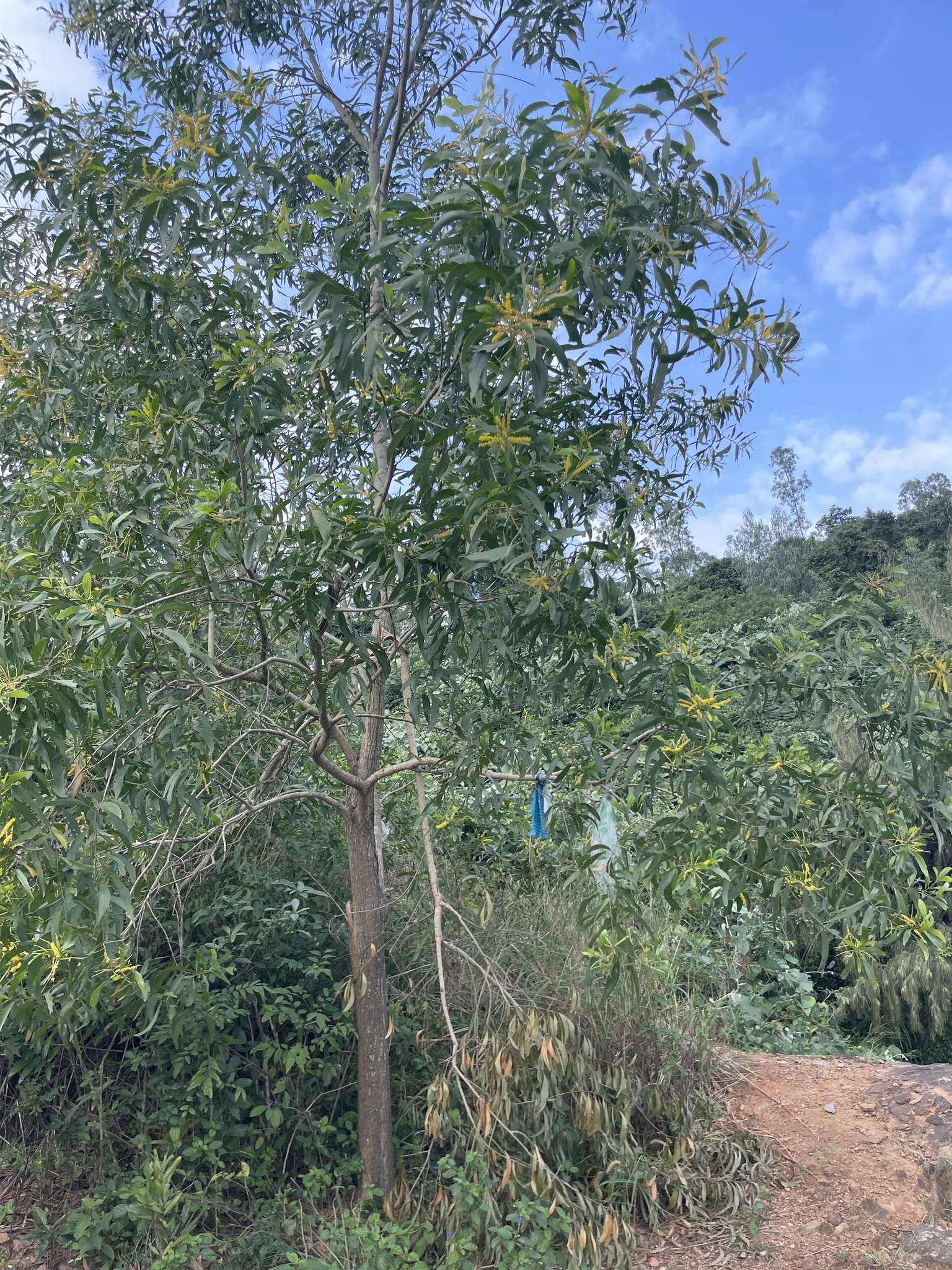 Imagem de Acácia-australiana