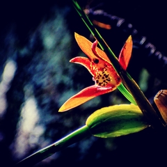 Maxillaria tenuifolia