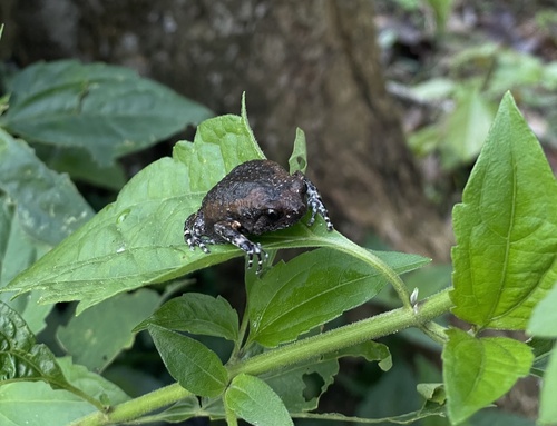 Asian Painted Frog