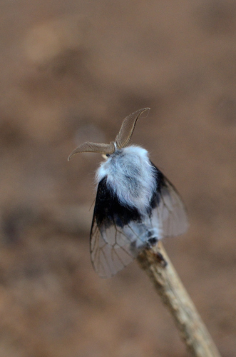 Acanthopsyche bipars
