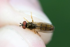Platycheirus quadratus
