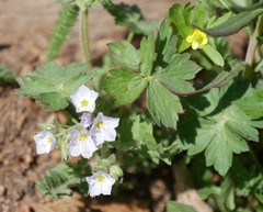Polemonium pulcherrimum delicatum