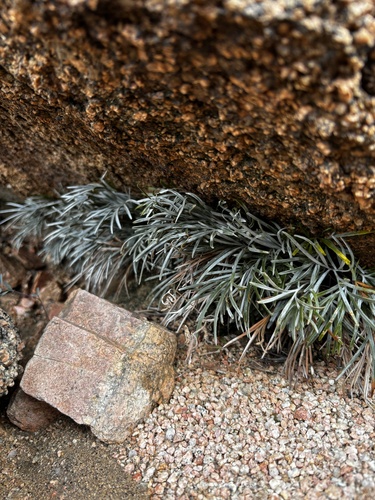 Actiniopteris semiflabellata