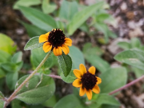 Creeping Zinnia
