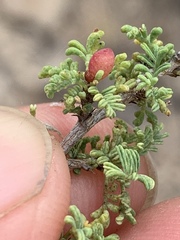Dalea formosa