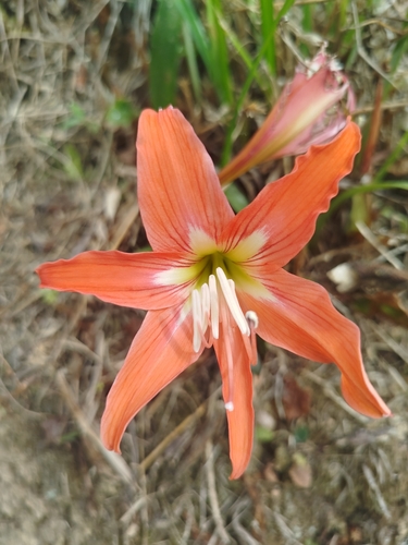Foto de Açucena