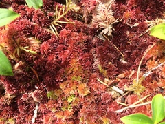 Sphagnum rubellum