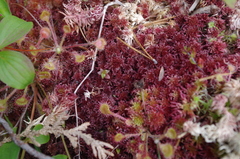 Sphagnum rubellum
