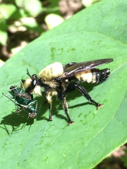 Laphria grossa