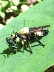 Laphria grossa
