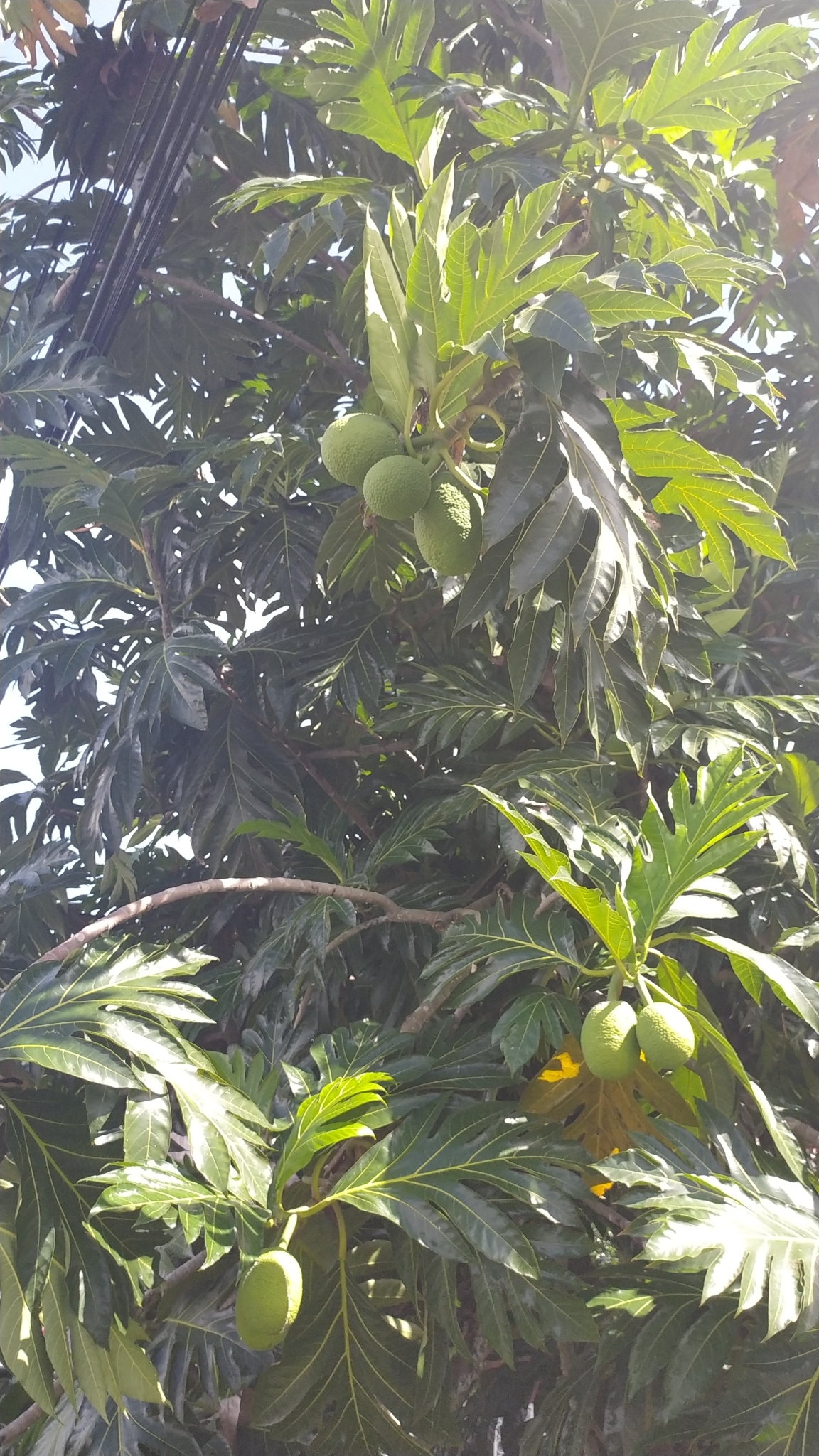 Imagem de Fruta-pão