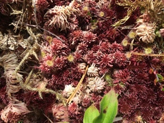 Sphagnum rubellum