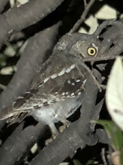 Micrathene whitneyi