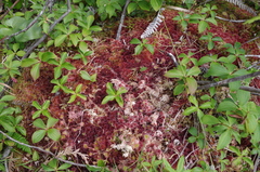 Sphagnum rubellum